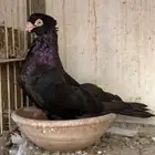حمام صربي خوارج