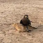 للبيع بكه