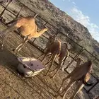 قعدان ثلاثه شحم طيبه بالحيل