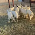 بهم حري شحم ونضاف