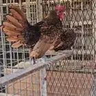 دجاج سبرايت امريكي ابو هزه