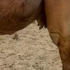 لقحه مجموع طيبه