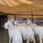 طليان تربيه