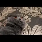 سكوتش فولد بيور للبيع ذكر