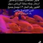 اسماك زينه جمله وتفريد