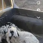 سلام عليكم البيع خروف عمره شهرين ونص