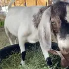 تيوس طيبه محليه