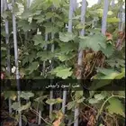 مزارع الجزيرة الخضراء