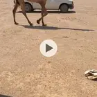 بكار صفر كفووو العدد3