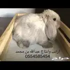 ارانب