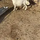 طلي طيب نظيف