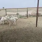 بهم حري يضحي