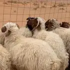 ذبايح طيبه