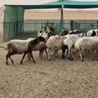 نعيم دفيع