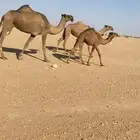 الرياض