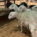 7 شياة حريات حرش