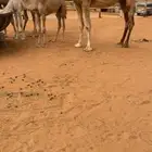 ناقه عشراء معها قعود