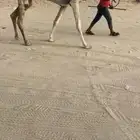 هجن سلالت نادره ونتاج فل بكار ضرايب