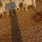 خروفين ورخل حري