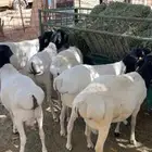 برابر فل شحم