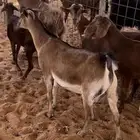 ماعز جنوبيات طيبة