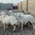 رخال طيبه للمراح