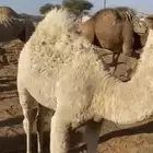 قعدان فل شحم