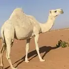 ناقه وضحاء ضروبه خفوت ميتن ولدها قبل شهر سنها توها شاقه