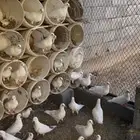 حما فرنسي احجام طيب