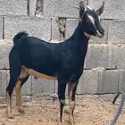 تيس ماعز الحو