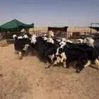 غنم نجد
