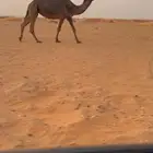 لقحه باقي عليها شهر