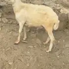 النوع طلي بلدي شرط