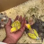 فروخ روز غر