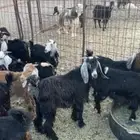 تيوس للبيع