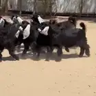جفار عوارض