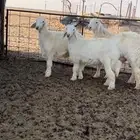 مشاريع خرفان عيسيات طيبة
