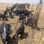 تيوس بريه للبيع عدد 21