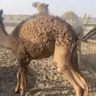 حشو