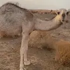 قعود على الحليب