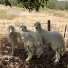 رخال ضحايا والذبح علينا