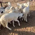 سواكن تربيه شبيه الحري