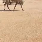 بكار صفر كفووو2