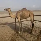 بكرة للبيع
