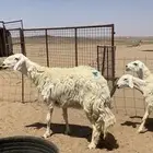 ضان حريات