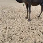 للبيع الخلفه الكفوا