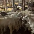 رخال نعيم طيبه