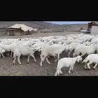 ضان للبيع