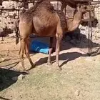 قعود احمر ساحلي مشروع فحل رقم واحد