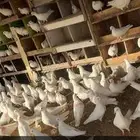 حمام فرنسي طيب